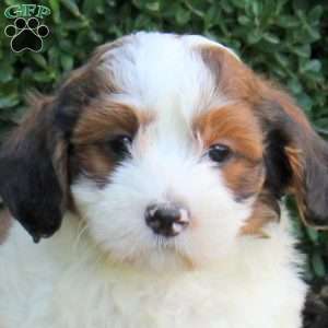 Ace, Havanese Puppy
