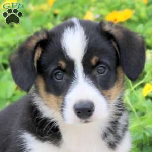 Ace, Pembroke Welsh Corgi Puppy