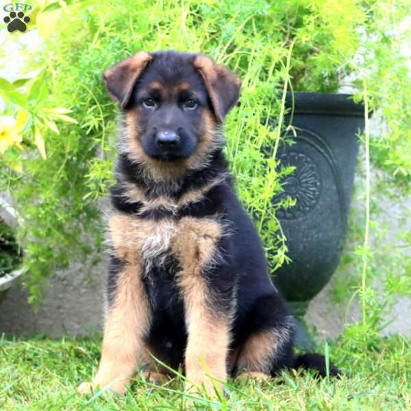 Ace, German Shepherd Puppy