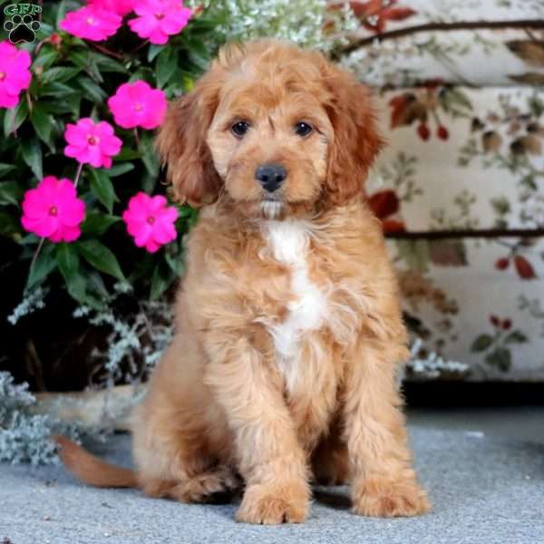 Ace, Cockapoo Puppy