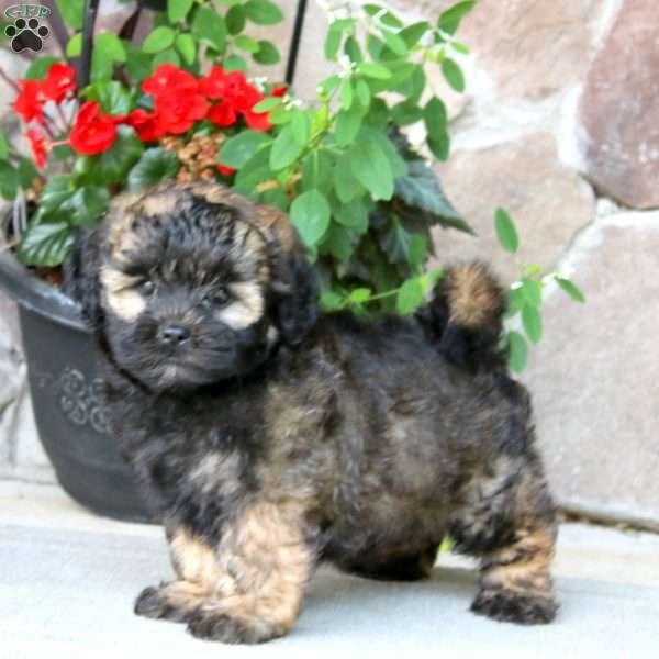 Ace, Shih-Poo Puppy
