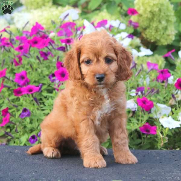 Ace, Cockapoo Puppy