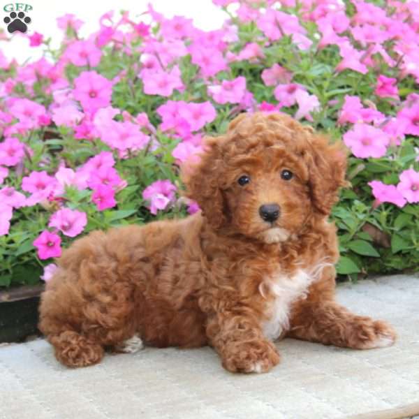 Ace, Miniature Poodle Puppy