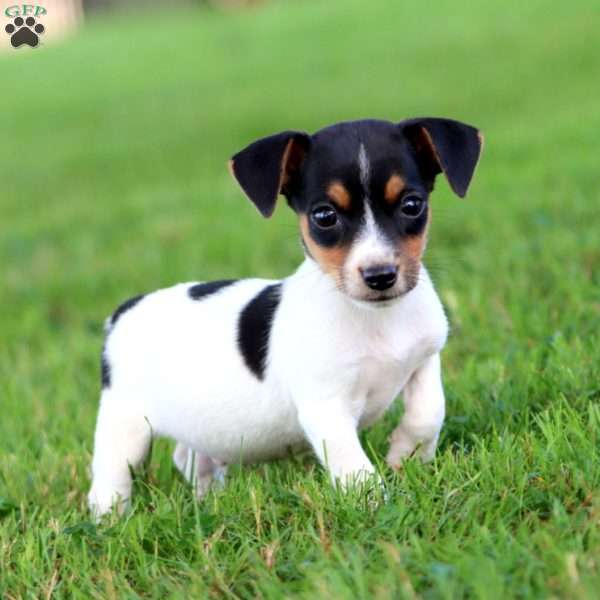 Ace, Jack Russell Terrier Puppy