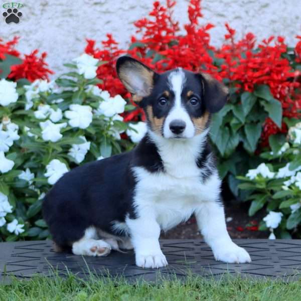 Ace, Pembroke Welsh Corgi Puppy