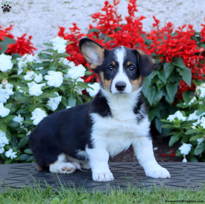 Ace (Pembroke Corgi, Male) in Gap, PA