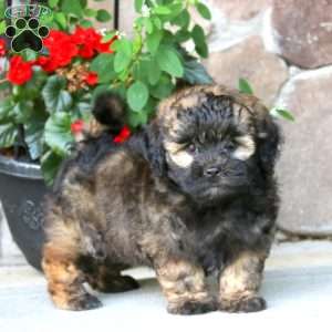 Ace, Shih-Poo Puppy
