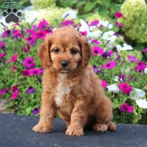 Ace, Cockapoo Puppy