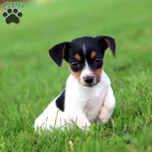 Ace, Jack Russell Terrier Puppy