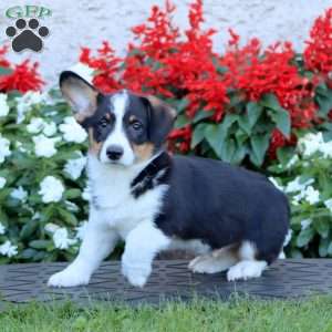 Ace, Pembroke Welsh Corgi Puppy