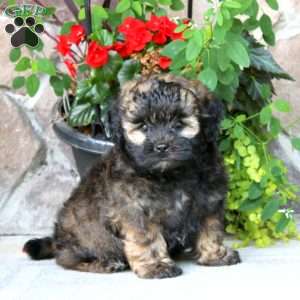 Ace, Shih-Poo Puppy