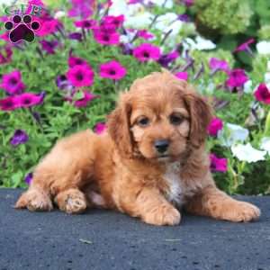 Ace, Cockapoo Puppy