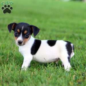 Ace, Jack Russell Terrier Puppy