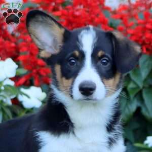 Ace, Pembroke Welsh Corgi Puppy