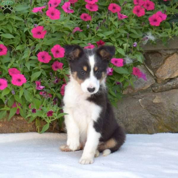 Acorn, Sheltie Puppy
