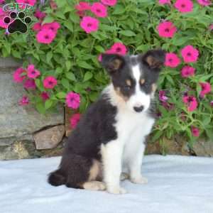Acorn, Sheltie Puppy