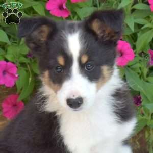 Acorn, Sheltie Puppy