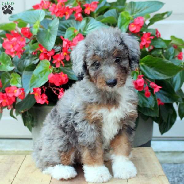Ada, Mini Bernedoodle Puppy