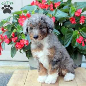 Ada, Mini Bernedoodle Puppy