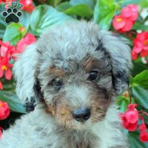 Ada, Mini Bernedoodle Puppy