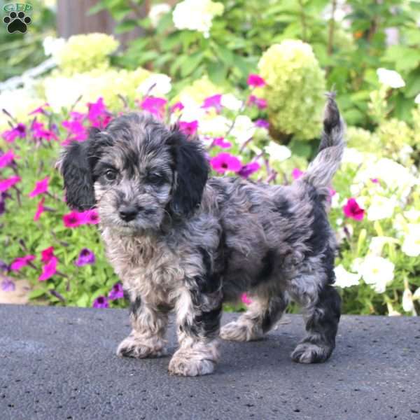 Ada, Cockapoo Puppy