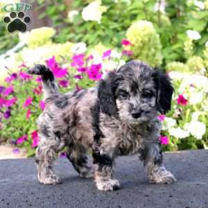 Ada, Cockapoo Puppy