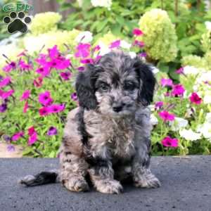 Ada, Cockapoo Puppy