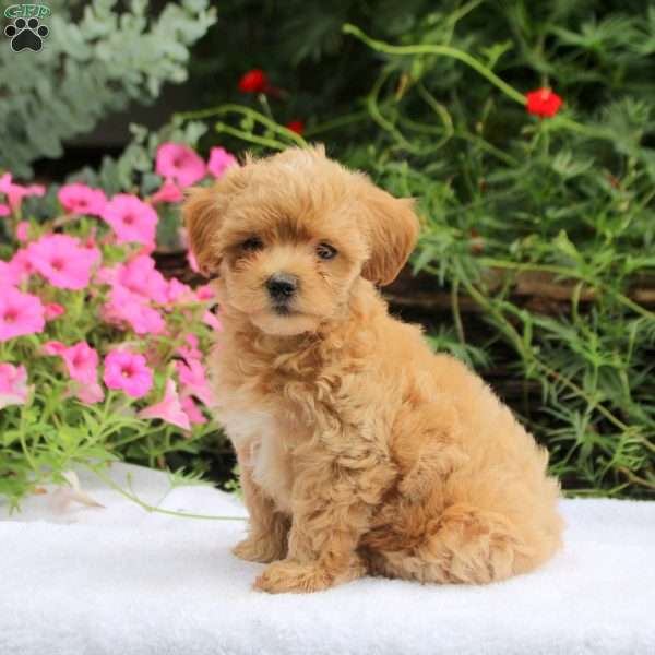 Adam, Maltipoo Puppy