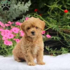 Adam, Maltipoo Puppy
