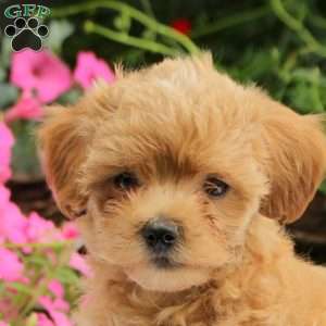 Adam, Maltipoo Puppy
