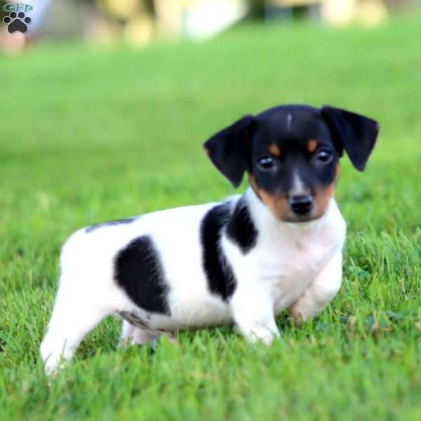 Adam, Jack Russell Terrier Puppy