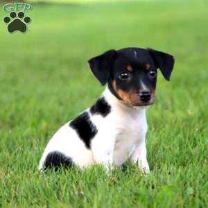 Adam, Jack Russell Terrier Puppy