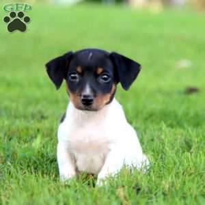 Adam, Jack Russell Terrier Puppy
