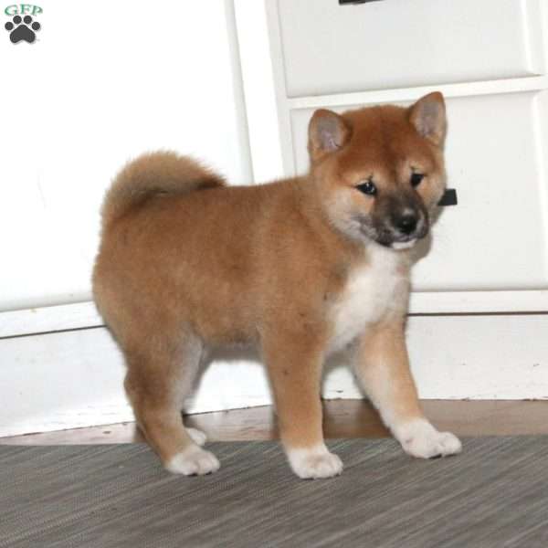 Addie, Shiba Inu Puppy