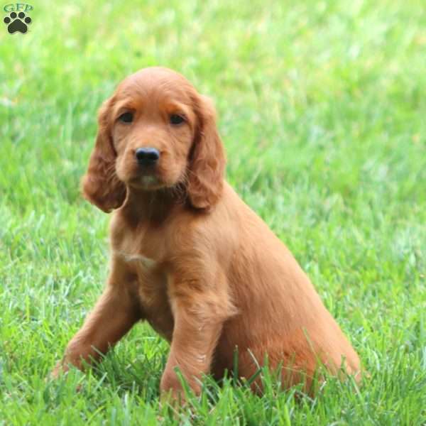 Addie, Irish Setter Puppy