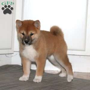 Addie, Shiba Inu Puppy