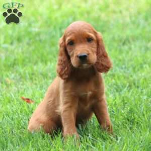 Addie, Irish Setter Puppy