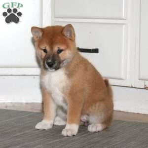 Addie, Shiba Inu Puppy