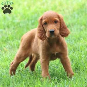 Addie, Irish Setter Puppy