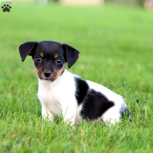 Adelle, Jack Russell Terrier Puppy