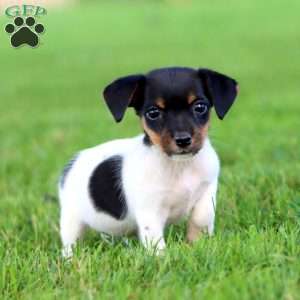 Adelle, Jack Russell Terrier Puppy