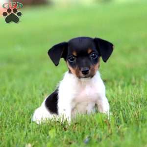 Adelle, Jack Russell Terrier Puppy