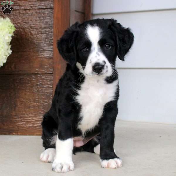 Adelyn, Bernese Mountain Dog Mix Puppy