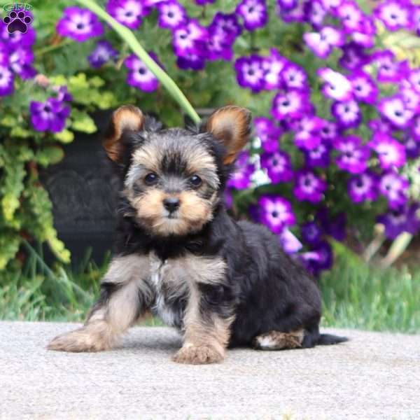 Aden, Yorkie Puppy
