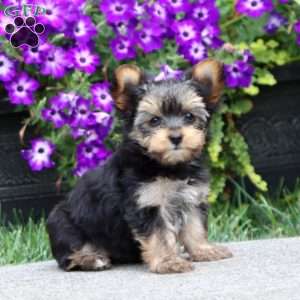 Aden, Yorkie Puppy