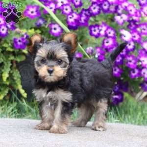 Aden, Yorkie Puppy