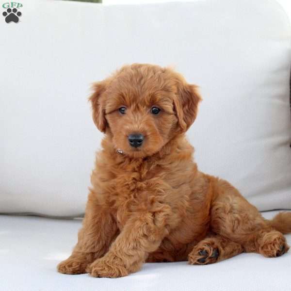 Ainsley, Mini Goldendoodle Puppy