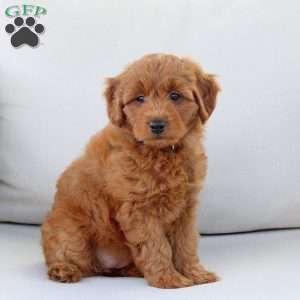 Ainsley, Mini Goldendoodle Puppy
