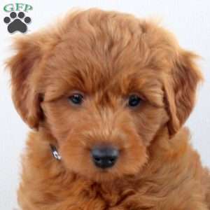 Ainsley, Mini Goldendoodle Puppy
