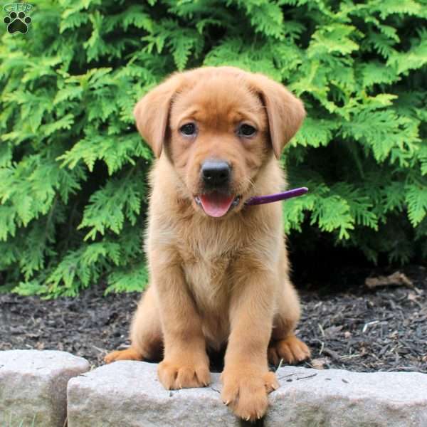 Alaska, Fox Red Labrador Retriever Puppy